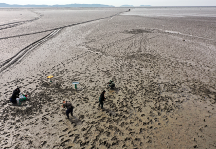 갯벌·해조류·조하대 퇴적물···해양 ‘탄소저감’ 인정되나 사진