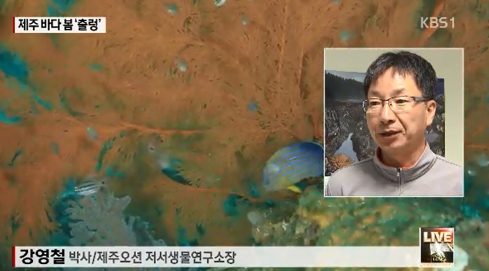 동문 > 포근한 봄날씨…제주 바다속은 이미 ‘초여름’ 사진