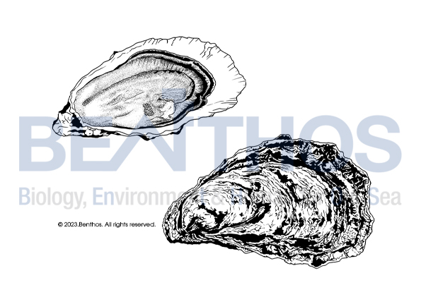 굴 Magallana gigas (Thunberg, 1793) 사진