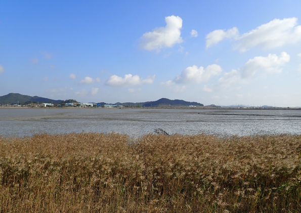 증도 사진