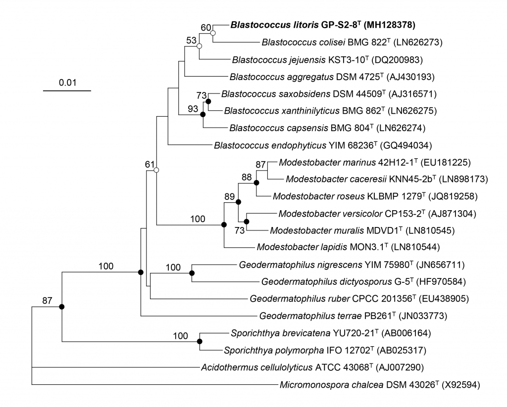 논문 > "Blastococcus litoris sp. nov., isolated form sea-tidal flat sediment" IJSEM에게재확정 사진