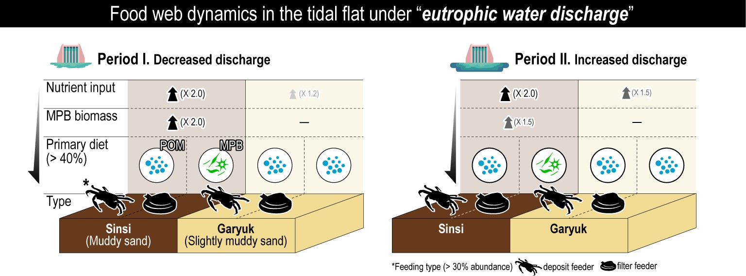 “Ecological interruption on food web dynamics by eutrophic water discharge from the world's longest ... 사진