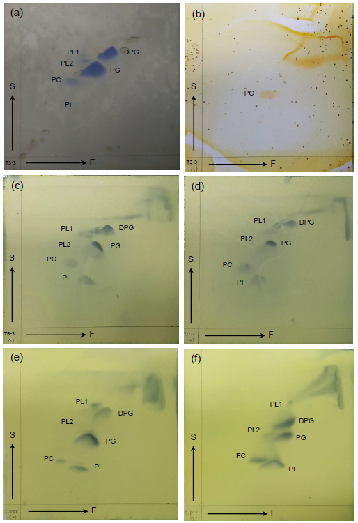 논문 > "Serinicoccus sediminis sp. nov., isolated from tidal flat" IJSEM 게재확정 사진