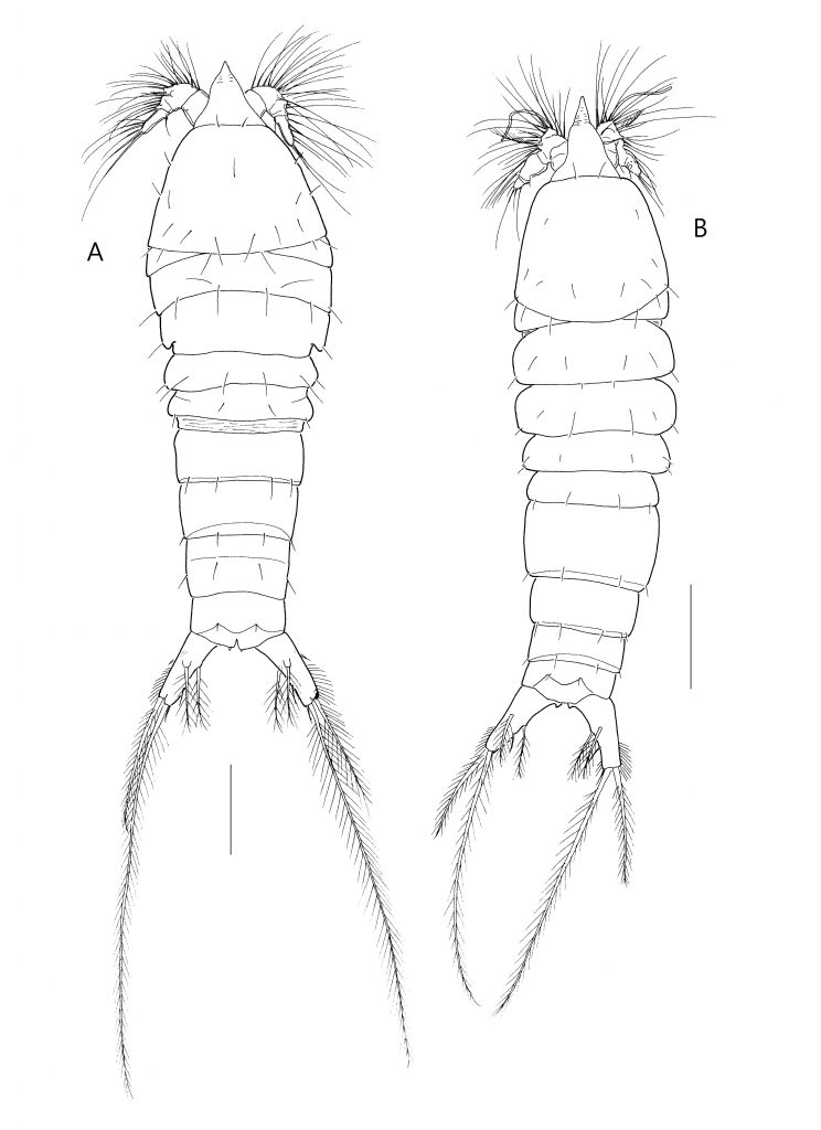 논문 > “Two New Asian Species of the genus Scottolana Huys, 2009 (Copepoda: Harpacticoida: Canuelli... 사진