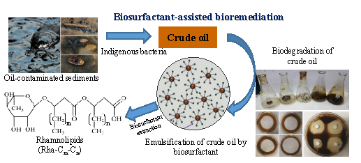 논문 > "Biosurfactant-assisted bioremediation of crude oil by indigenous bacteria isolated fro... 사진