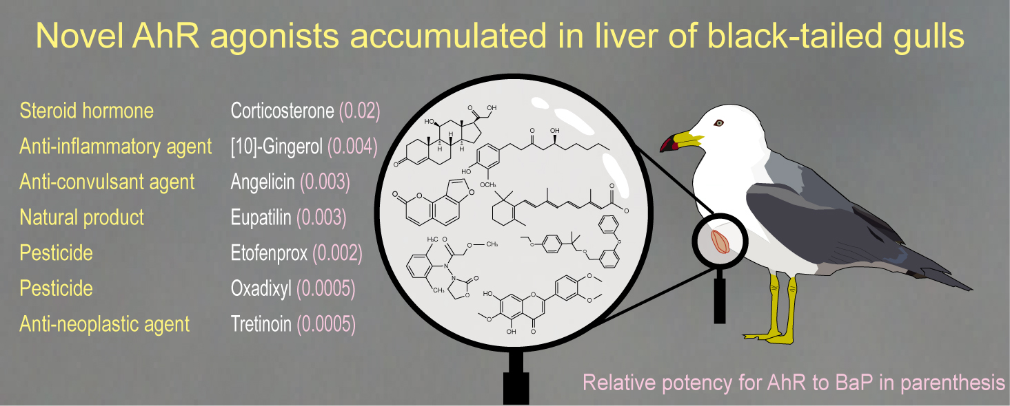 Identification of novel polar aryl hydrocarbon receptor agonists accumulated in liver of black-taile... 사진