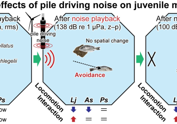 “Pile driving noise impacts behavioral patterns of important east Asian juvenile marine fishes” Mari... 사진