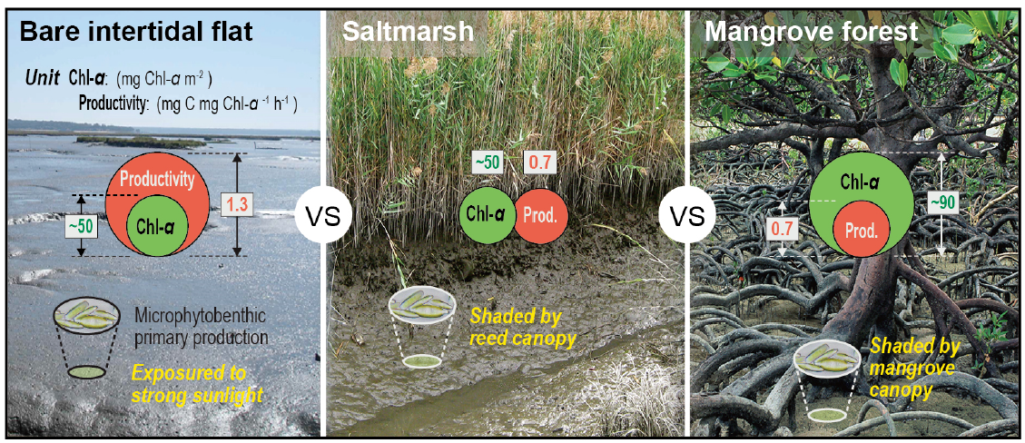 논문 > "Spatiotemporal variability in microphytobenthic primary production across bare interti... 사진