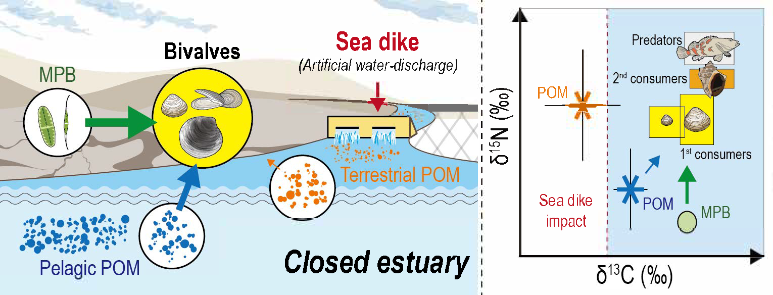 논문 > "Anthropogenic influences on benthic food web dynamics by interrupted freshwater discha... 사진