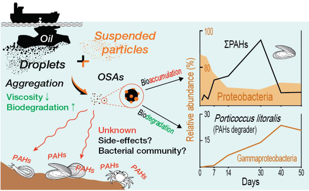 논문 > "Bioaccumulation of Polycyclic Aromatic Hydrocarbons (PAHs) by the Marine Clam, Mactra ... 사진