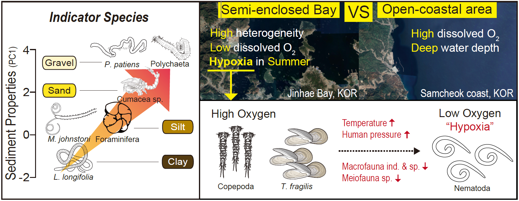 논문 > "Natural and anthropogenic impacts on long-term meiobenthic communities in two contrast... 사진