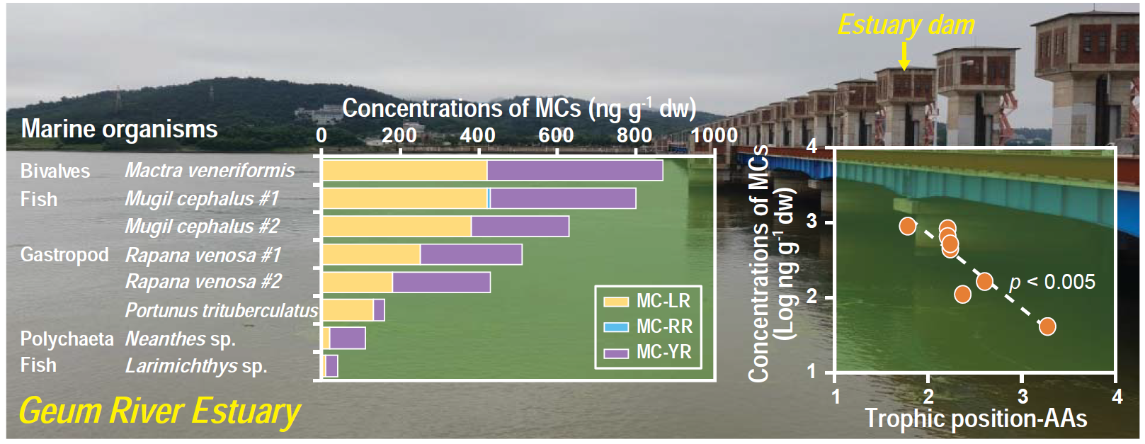 논문 > "Multimedia distributions, bioaccumulation, and trophic transfer of microcystins in the... 사진