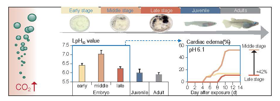 논문 > "Sub-lethal and lethal toxicities of elevated CO2 on embryonic, juvenile, and adult sta... 사진