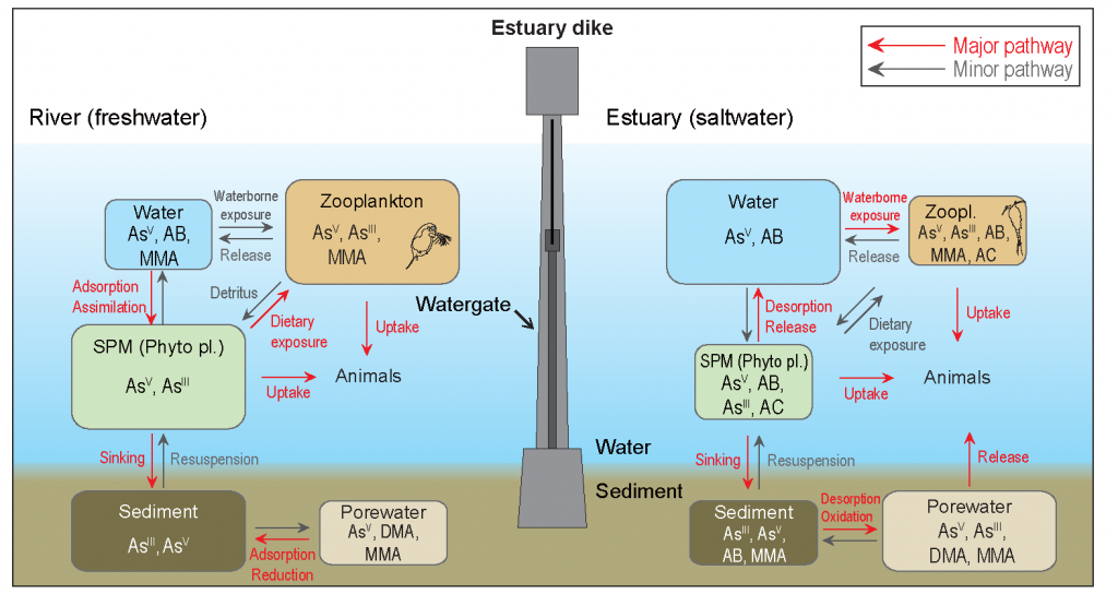 논문 > "Arsenic speciation in environmental multimedia samples from the Youngsan River Estuary... 사진