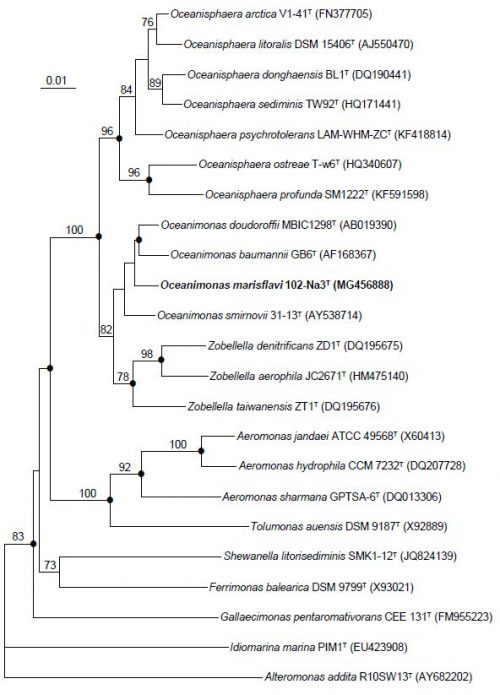 논문 > "Oceanimons marisflavi sp. nov., represented by PAH degrading marine bacterium; IJSEM에 ... 사진