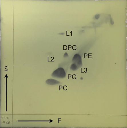 논문 > "Gemmobacter lutimaris sp. nov., a marine bacterium isolated from tidal flat" IJSE... 사진