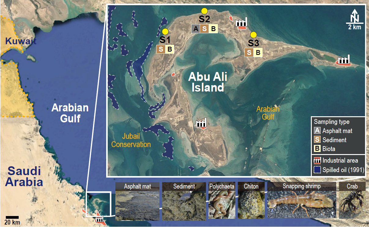 논문 > "Multiple evaluation of the potential toxic effects of sediments and biota collected fr... 사진