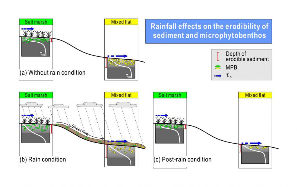 논문 > "Rainfall effects on the erodibility of sediment and microphytobenthos in the intertida... 사진