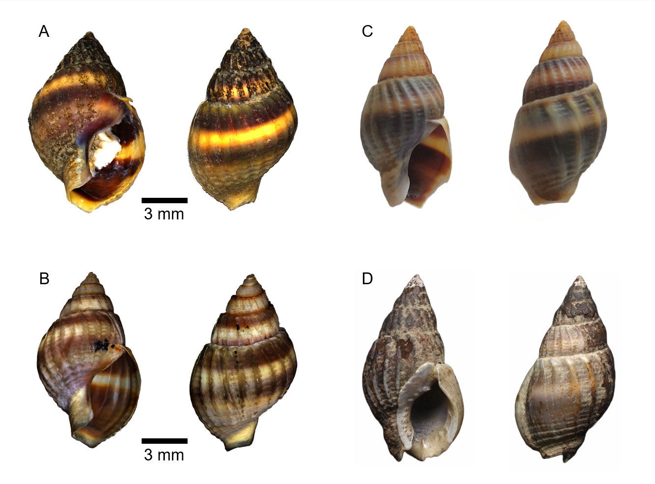 “First confirmed report of Nassarius sinarum (Mollusca, Gastropoda) in Korea” Biodiversity Data Jour... 사진