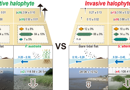 “Effects of exotic <span class=font-italic>Spartina alterniflora</span> invasion on benthic environm... 사진