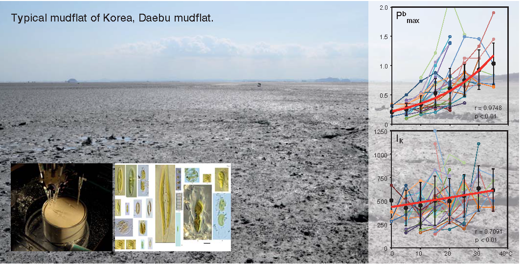 논문 > "Development of temperature-based algorithms for the estimation of microphytobenthic pr... 사진