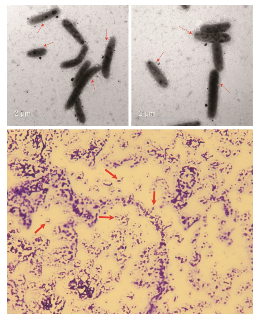 논문 > "Maribacter litoralis sp. nov. a marine bacterium isolated form seashore" IJSEM 게재... 사진