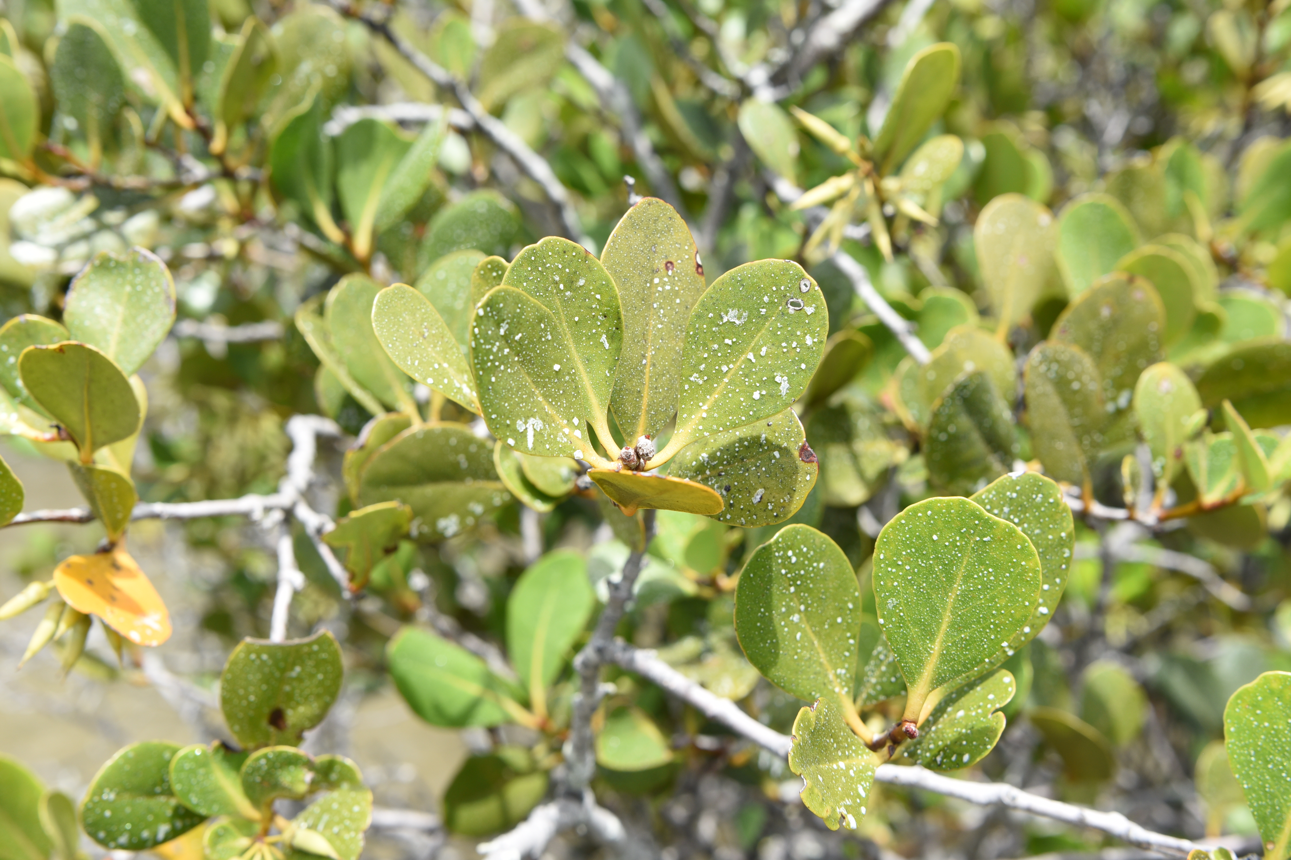 A. corniculatum 2