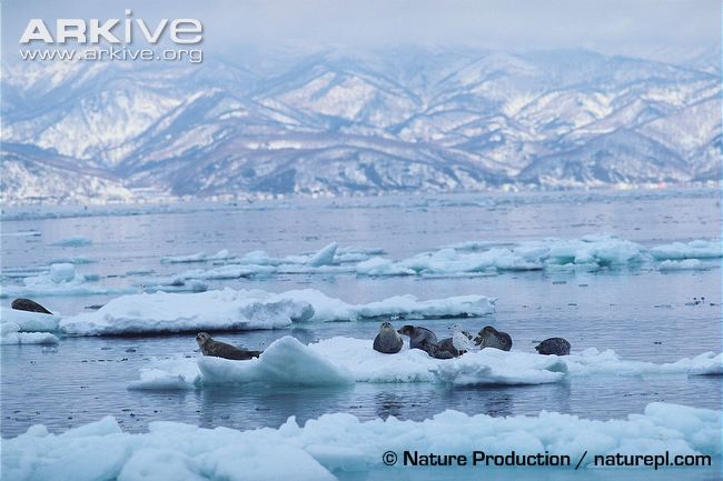 Spotted-seals-hauled-out-on-an-ice-floe