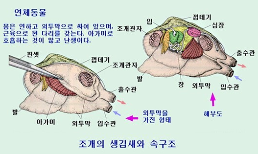 캡처