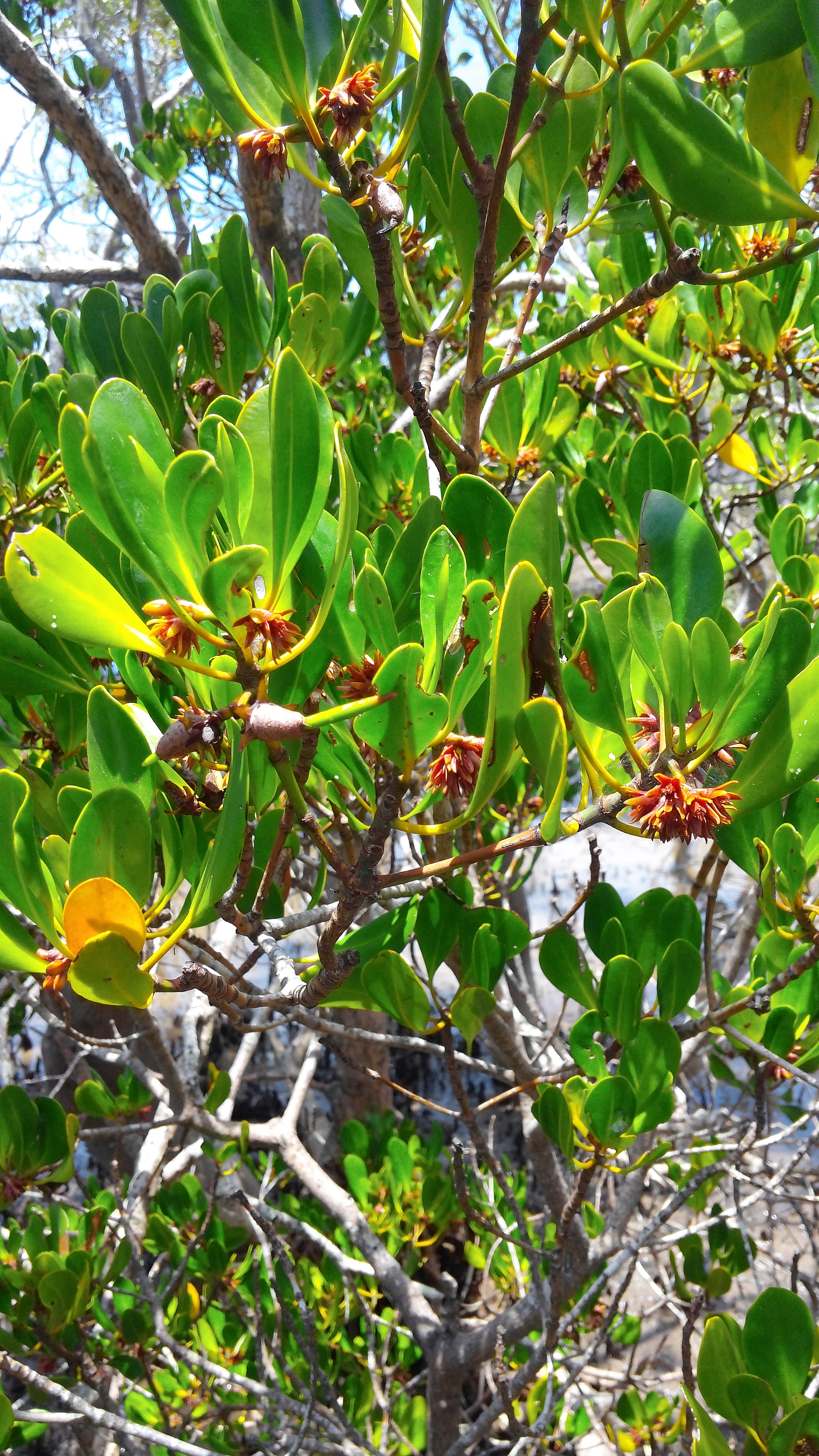 C. australis