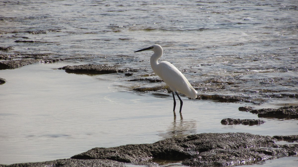 birdwatching